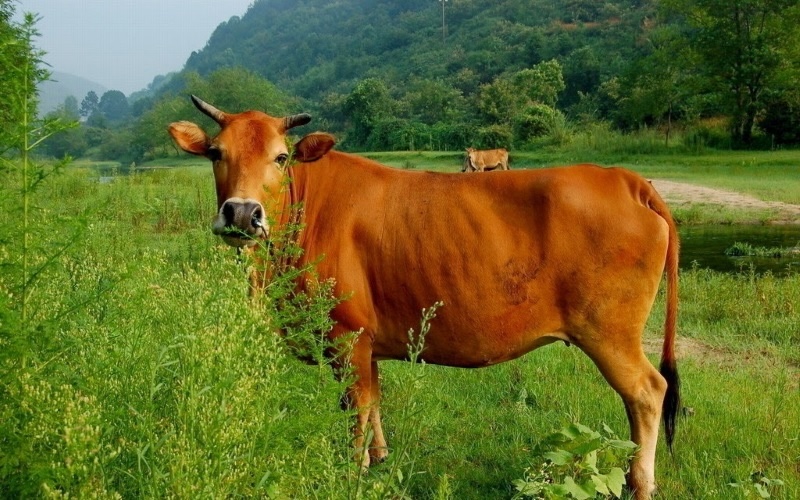 nam mo thay bo vang