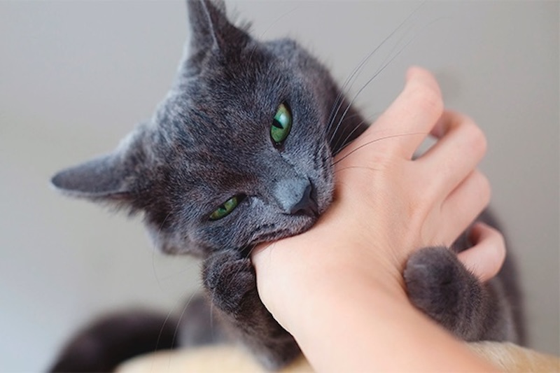 Mơ thấy mèo là điềm gì mo thay meo la diem gi