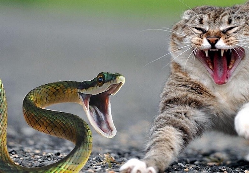 Mơ thấy mèo là điềm gì mo thay meo la diem gi