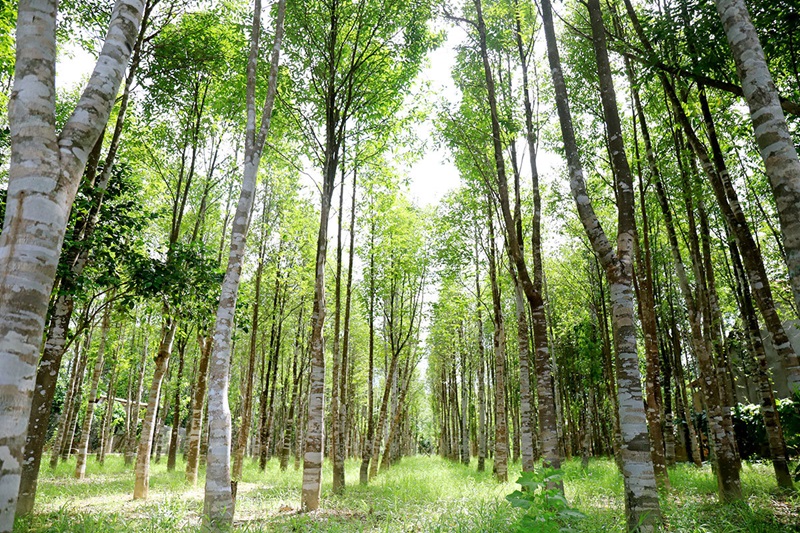 cay do bau tao tram huong