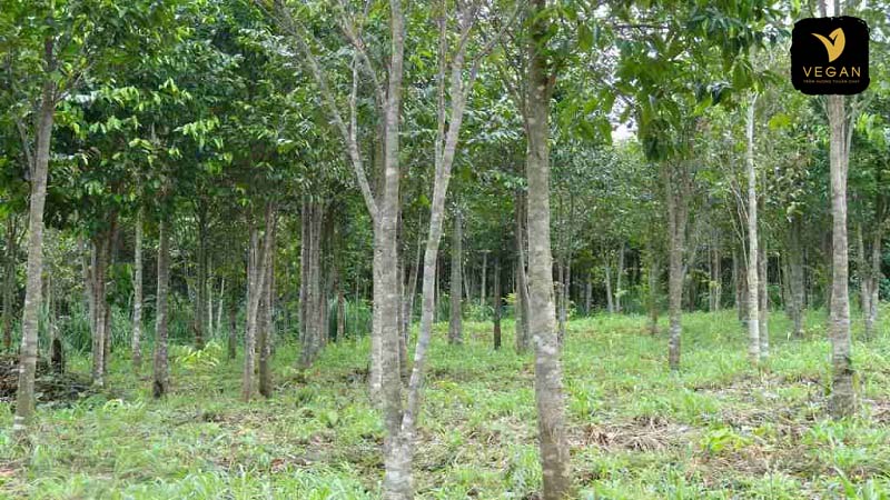 vong-tram-huong-mat-mui