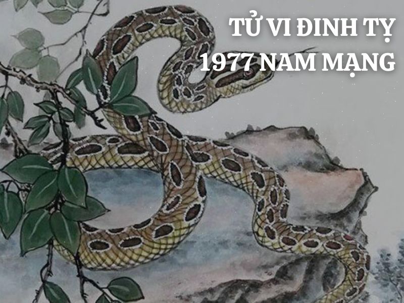 tu vi 1977 nam mang