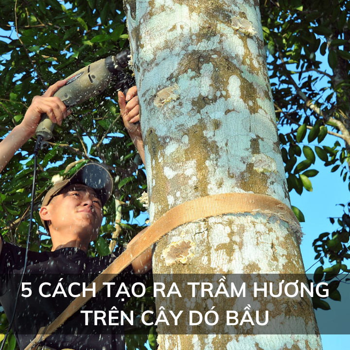 5 cách tạo ra Trầm Hương trên thân cây dó bầu mang lại hiệu quả