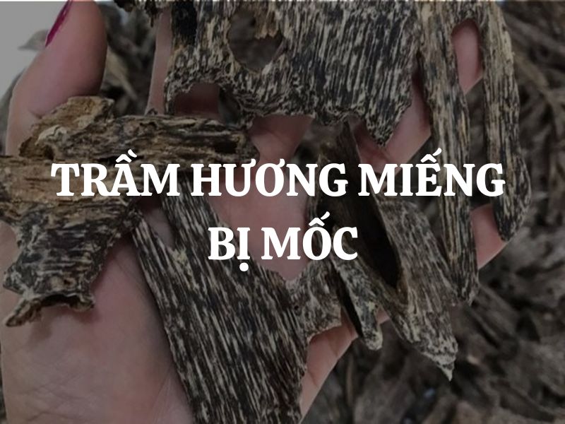 Cách khắc phục trầm hương miếng bị mốc hiệu quả nhất