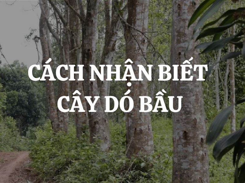 Cách nhận biết cây dó bầu từ các đặc điểm sinh học thân, lá, hoa, quả, chiều cao