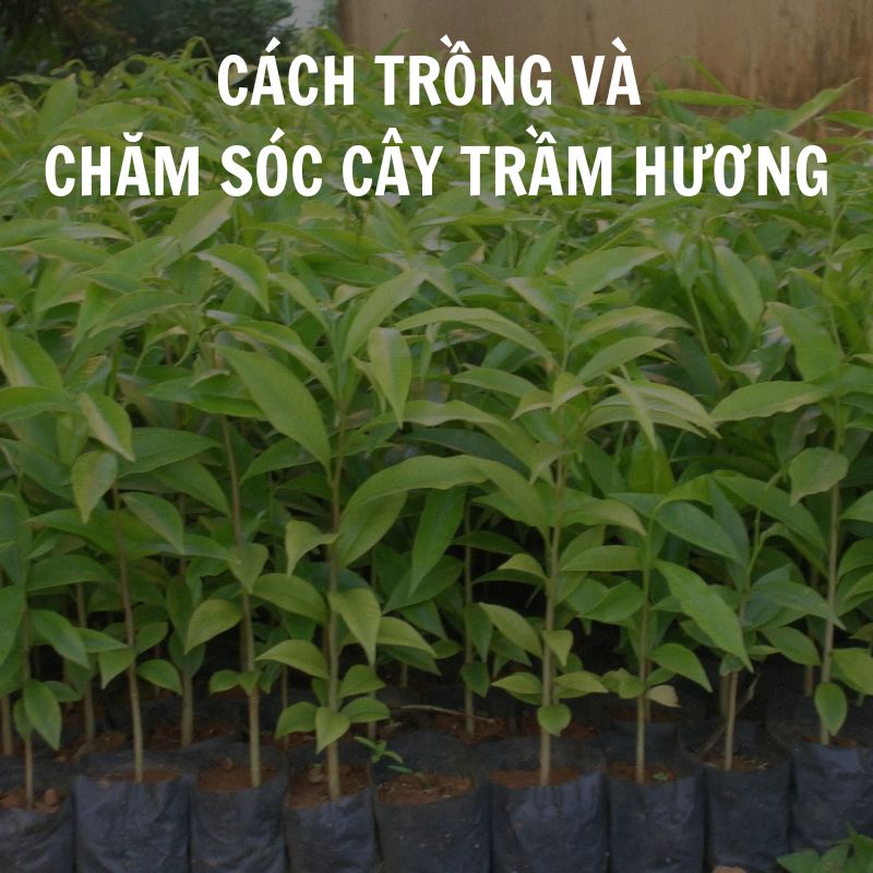 Cách trồng và chăm sóc cây trầm hương để tạo ra trầm hương chất lượng