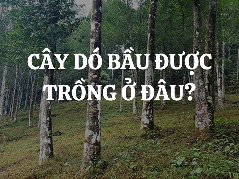 Cây dó bầu được trồng ở đâu? Tiềm năng phát triển của Việt Nam trong ngành trầm hương