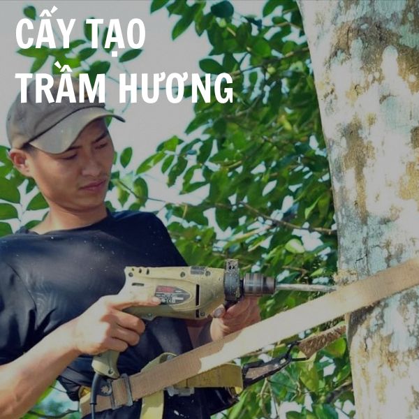 Cấy tạo trầm hương - 7 phương pháp phổ biến nhất hiện nay