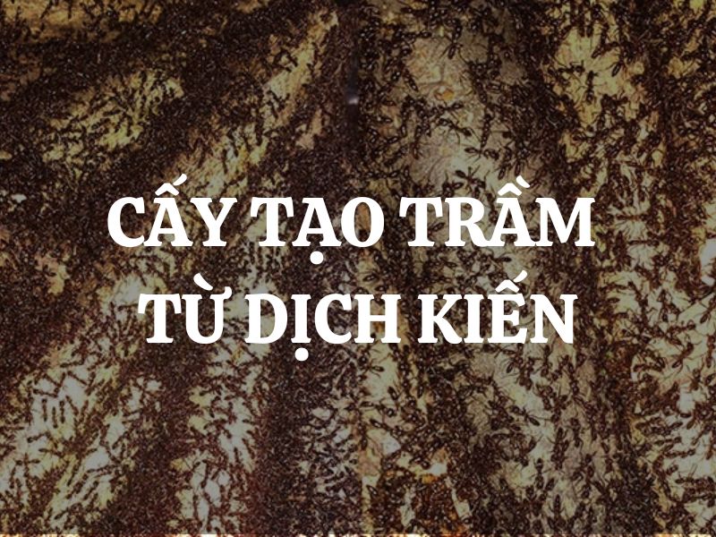 Cấy tạo trầm hương từ dịch kiến: Phát minh đột phá và tiềm năng phát triển