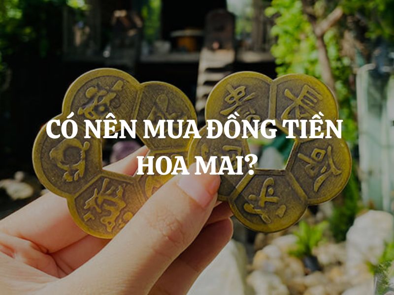 Có nên mua đồng tiền hoa mai? Ai nên mua? Mua ở đâu chuẩn phong thuỷ?