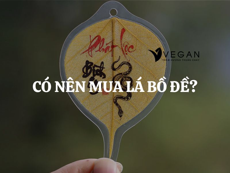 Có nên mua lá bồ đề? Những điều cần biết trước khi sở hữu