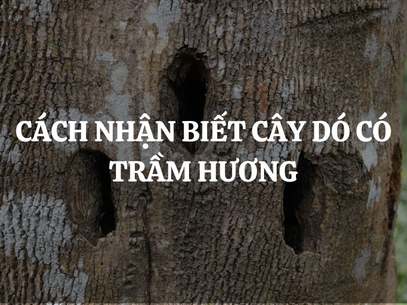 Đặc điểm cây Dó Bầu và cách nhận biết cây Dó có trầm hương