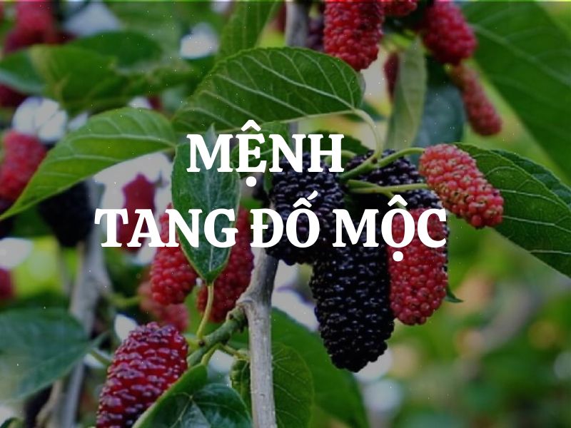 Mệnh Tang Đố Mộc là gì? Sinh năm nào? Kỵ màu nào, hợp màu nào?