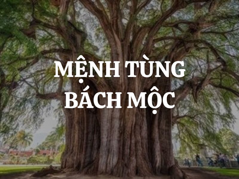 Mệnh Tùng Bách Mộc là gì? Sinh năm nào? Kỵ màu nào, hợp màu nào?