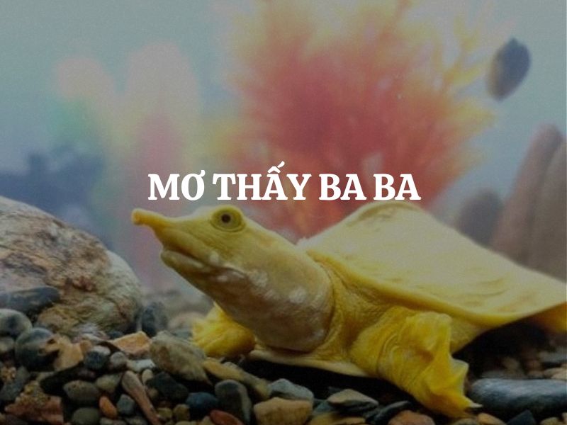Mơ thấy ba ba: Giải mã điềm báo và ý nghĩa tâm linh từ giấc mơ