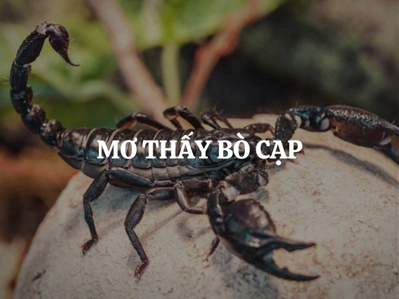Mơ thấy bò cạp: Giải mã giấc mơ bí ẩn và những thông điệp sâu sắc