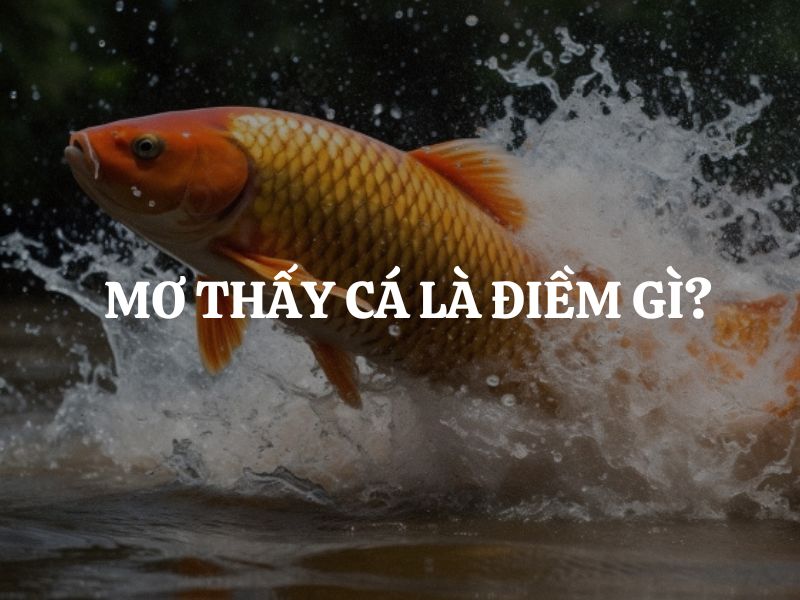 Mơ thấy cá là điềm gì? Giải mã điềm báo từ giấc mộng bí ẩn
