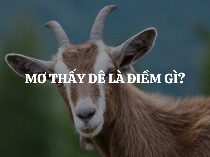 Mơ thấy dê là điềm gì? Giải mã chi tiết theo từng trường hợp