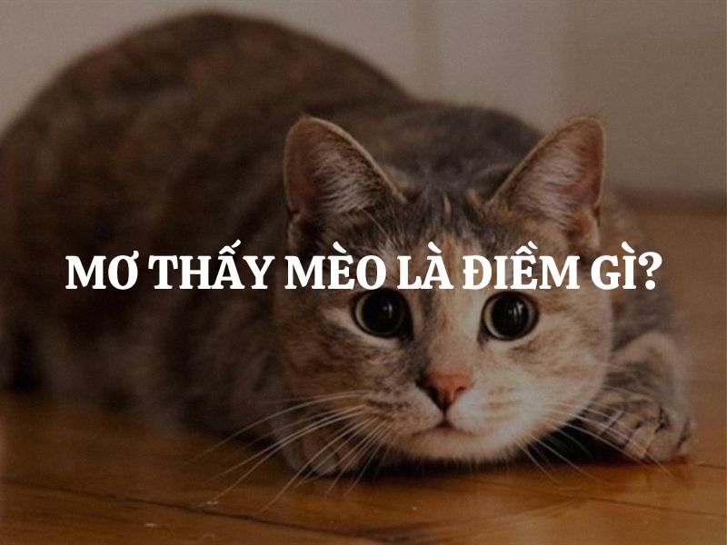 Mơ thấy mèo là điềm gì? Giải mã chi tiết những ẩn ý trong từng giấc mơ