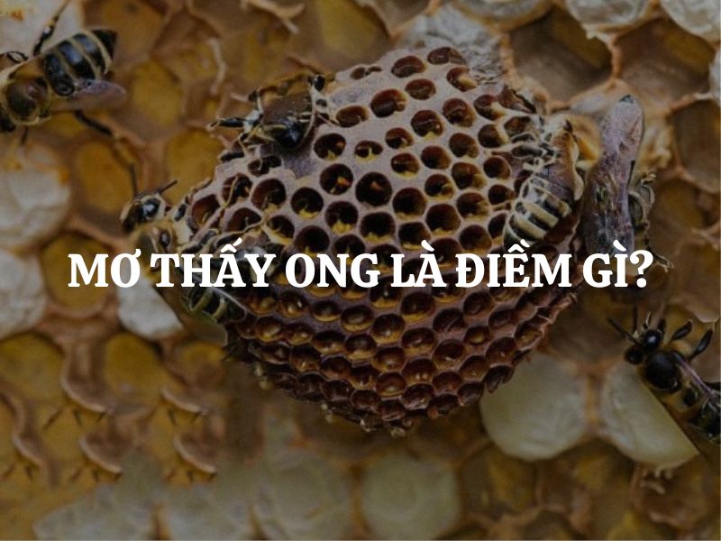 Mơ thấy ong là điềm gì? Giải mã chi tiết từng trường hợp