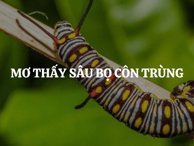 Mơ thấy sâu bọ côn trùng là điềm lành hay dữ? Giải mã chi tiết từng trường hợp