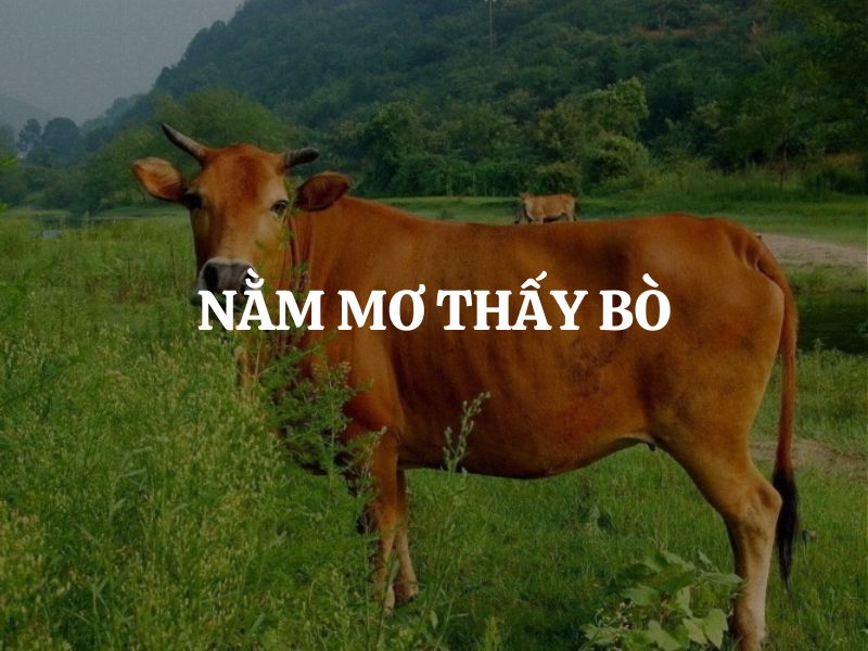 Nằm mơ thấy bò: Giải mã điềm lành dữ trong từng trường hợp