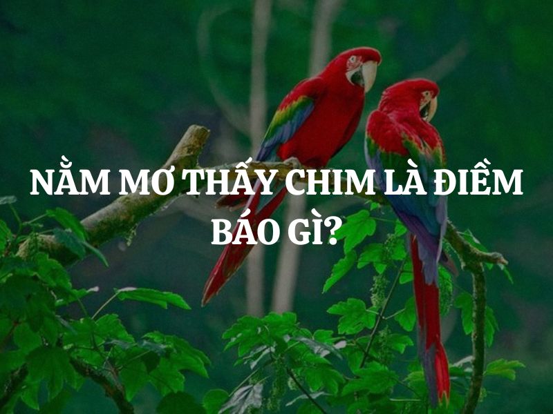 Nằm mơ thấy chim là điềm báo gì? Giải mã ý nghĩa giấc mơ và những điềm báo tốt xấu