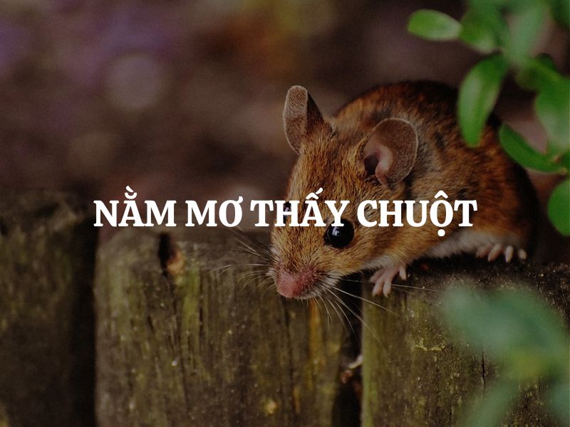 Nằm mơ thấy chuột là điềm gì? Hên hay xui?