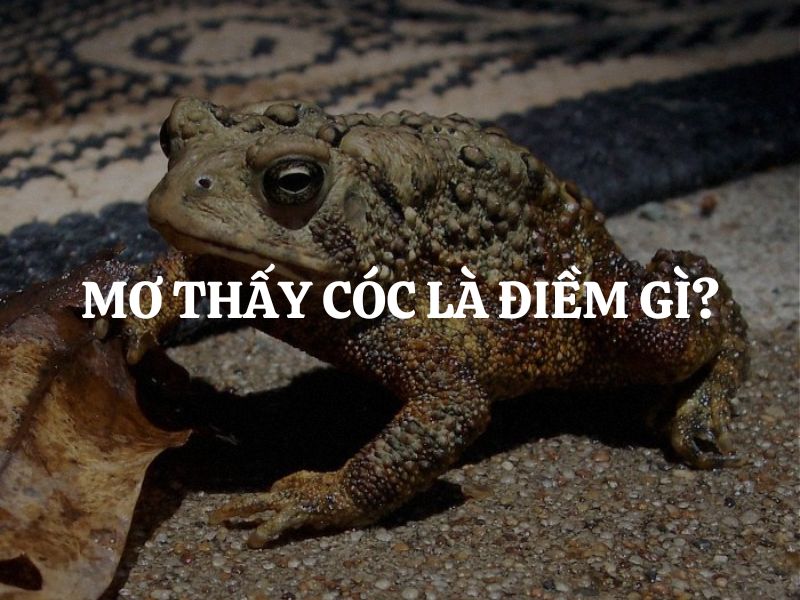 Nằm mơ thấy cóc là điềm gì? Giải mã chi tiết những ẩn ý sau giấc mơ
