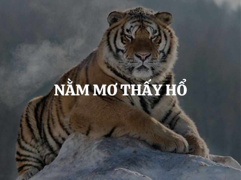 Nằm mơ thấy hổ: Giải mã điềm báo và những ẩn ý phía sau giấc mộng quyền uy
