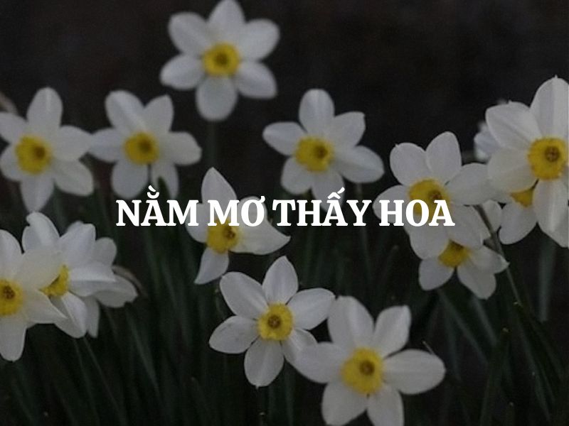 Nằm mơ thấy hoa báo hiệu điều gì trong cuộc sống? Là điềm lành hay dữ?