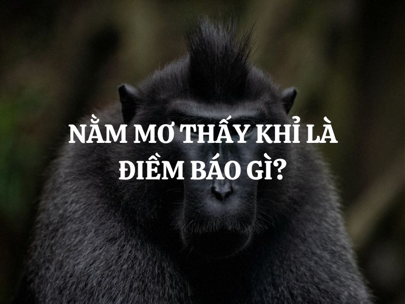 Nằm mơ thấy khỉ là điềm báo gì? Tốt hay xấu?