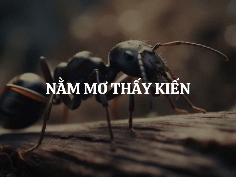 Nằm mơ thấy kiến: Giải mã điềm báo lành dữ đằng sau mỗi giấc mộng