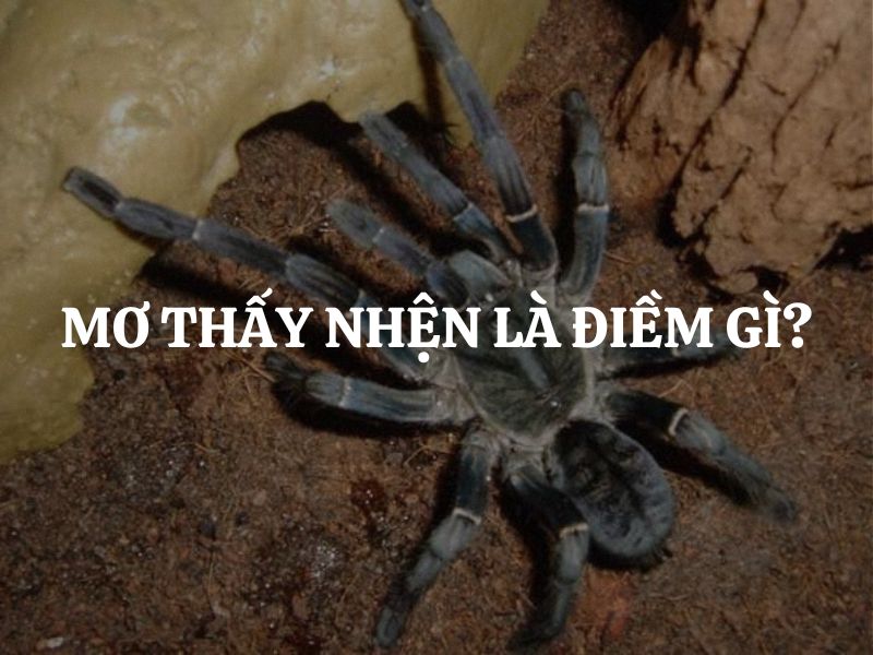 Nằm mơ thấy nhện là điềm gì? Tốt hay xấu?