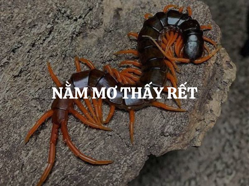 Nằm mơ thấy rết là điềm lành hay điềm dữ? Giải mã chi tiết từng trường hợp