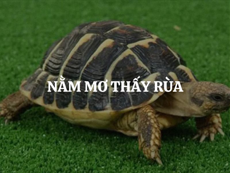 Nằm mơ thấy rùa là điềm lành hay dữ? Giải mã từng trường hợp