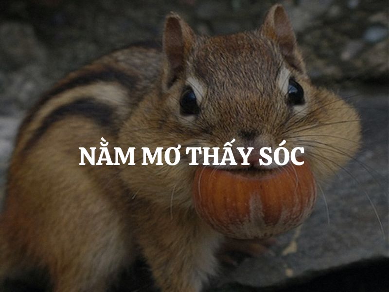Nằm mơ thấy sóc là điềm báo gì? Giải mã giấc mơ chi tiết từng trường hợp