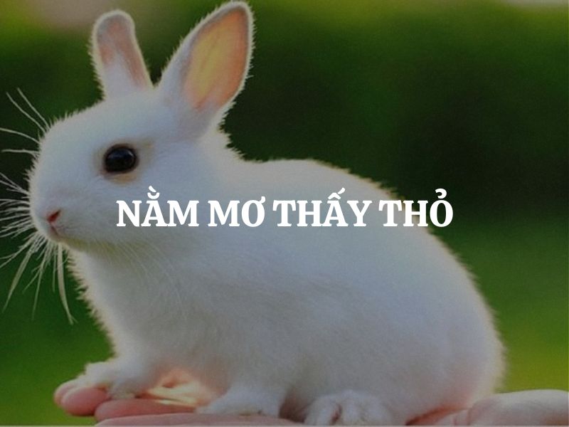 Nằm mơ thấy thỏ: Giải mã điềm báo tốt xấu trong giấc mơ