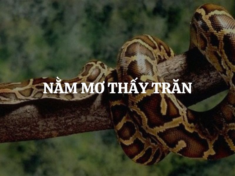Nằm mơ thấy trăn: Giấc mộng huyền bí này cảnh báo điều gì?