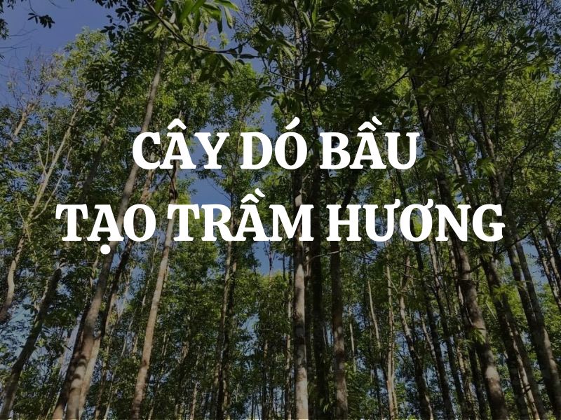 Những loại cây dó bầu tạo trầm hương chất lượng nhất Việt Nam