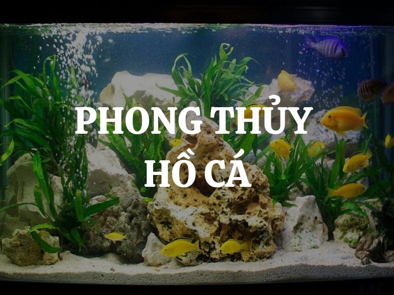 Phong thủy hồ cá: Cách bố trí và nuôi cá để thu hút tài lộc