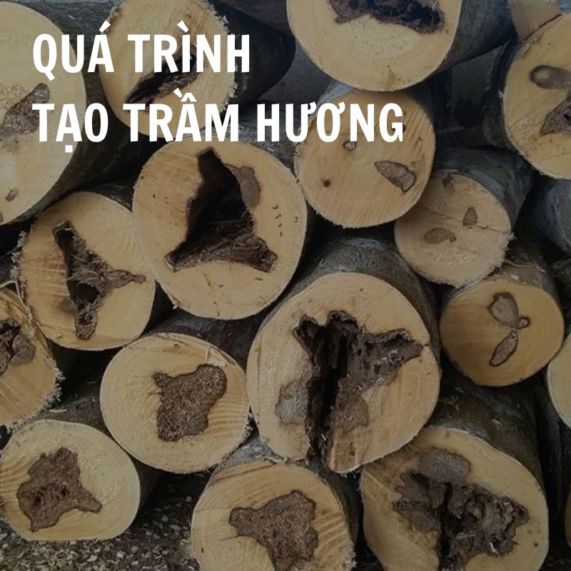 Quá trình tạo trầm hương - Sự kỳ diệu của tạo hóa