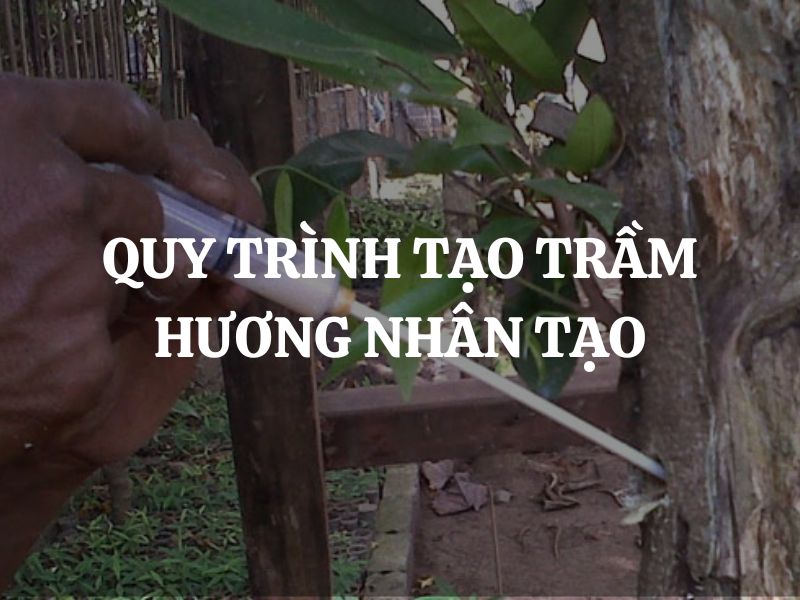 Quy trình tạo trầm hương nhân tạo trong cây Dó Bầu: Bước tiến bền vững cho tương lai