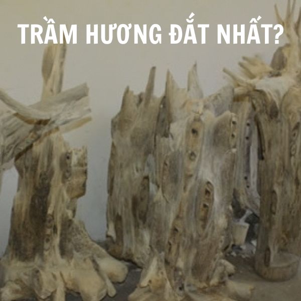 Trầm hương đắt nhất - Sự quý hiếm của Bạch Kỳ Nam