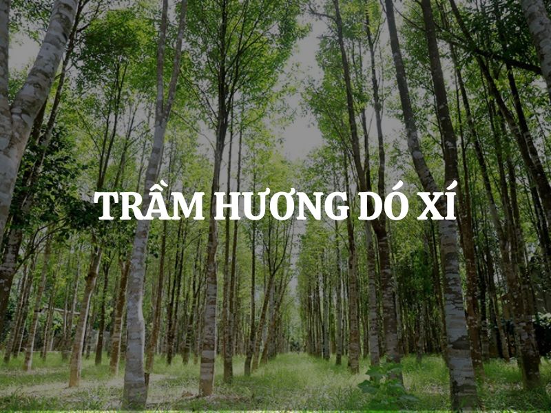 Trầm hương Dó Xí là gì? Quá trình hình thành trầm hương Dó Xí