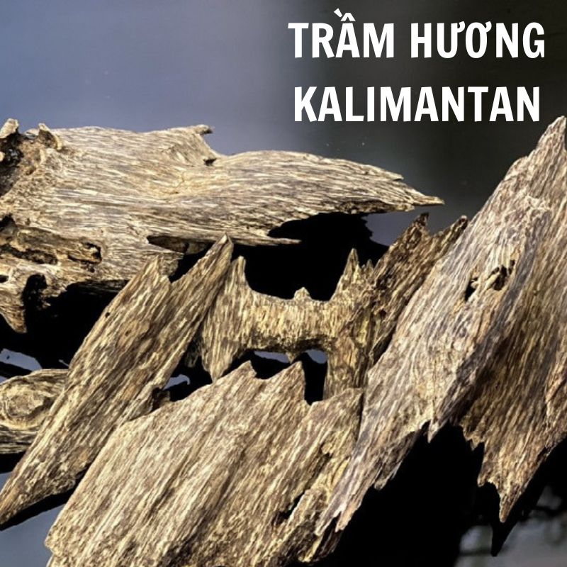 Trầm hương Kalimantan - Một tượng đài về sự độc đáo và xa hoa trong thế giới mùi hương