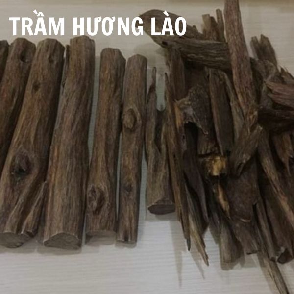 Trầm hương Lào - Nguy cơ suy giảm do khai thác quá mức