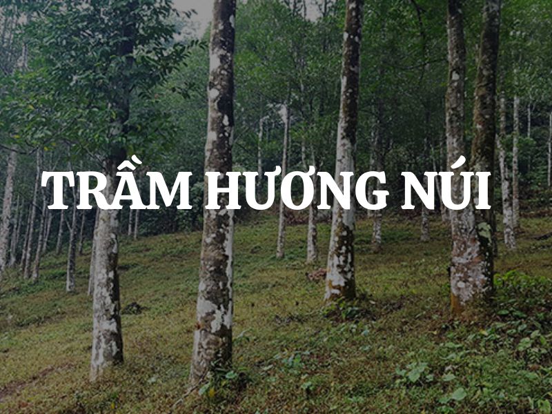 Trầm hương núi là gì? Nơi nào ở Việt Nam có trầm hương tốt nhất?