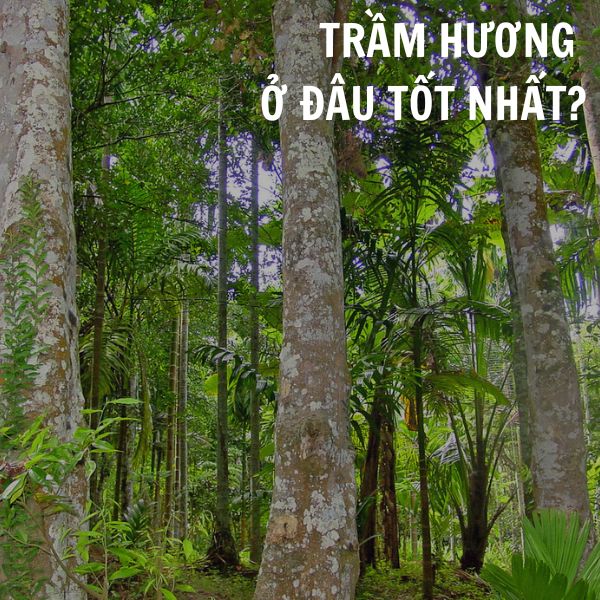 Trầm hương ở đâu tốt nhất? Đẳng cấp vượt trội của trầm hương Việt Nam