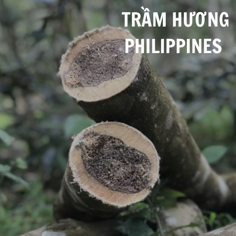 Trầm hương Philippines - Hương thơm quý giá từ đất nước của nụ cười